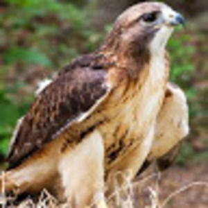 Meet your Posher, Seana